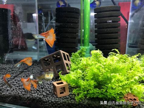 魚死了要換水嗎|避免魚隻死亡 新手養魚須知 – 寵物百科